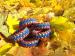 Survival Paracord náramok  - Predaj