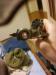 Taurus revolver 22wmr - Predaj