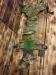 Ochrana panvy, Brit. MTP Camo - Predaj