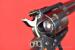 #7048 REWOLWER RUGER BLACKHAWK, kal. 30 Carbine - Sprzedaż