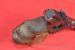 #7450 PISTOLET WALTHER GSP, Kal. 22lr - Sprzedaż