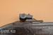 Karabinek US Carbine M1, .30 Carbine [M1269] - Sprzedaż