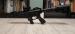 Karabinek DERYA ZY-9 9x19  - Sprzedaż