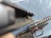 Pistolet P-83 P83 Wanad - Sprzedaż