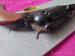 Pietta Remington 1858 New Model Army.44 8" - Sprzedaż