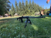 Saiga Izmash kal. .308Win - Sprzedaż