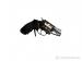 Smith & Wesson 60-7 Inox | Stan Dobry + - Sprzedaż